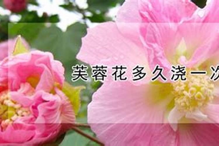芙蓉花怎么施肥