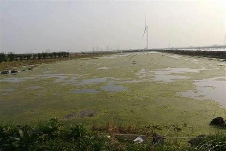 夏天枇杷树怎么浇水 夏天枇杷树如何浇水