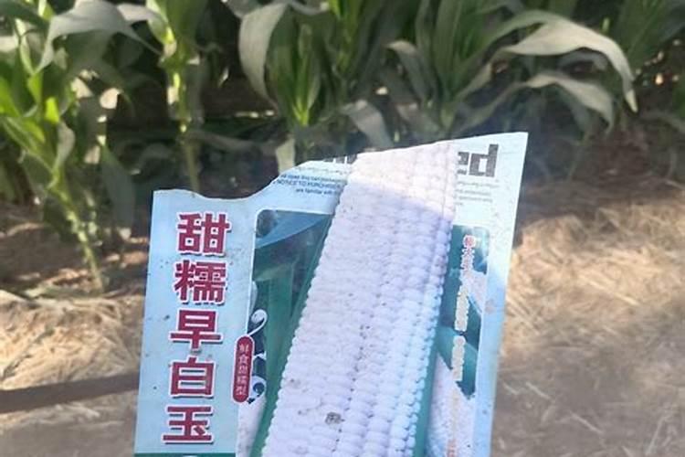 蒜苗打什么药能粗壮