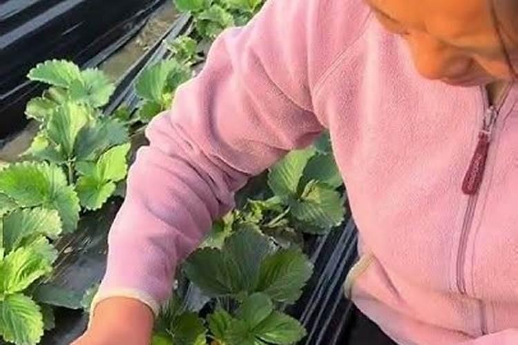 蔬菜想要挂果多、产量高,关键该怎么做呢？