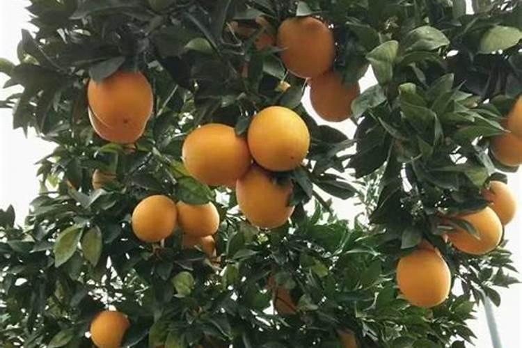 脐橙果长得大的转色比效早是吗？