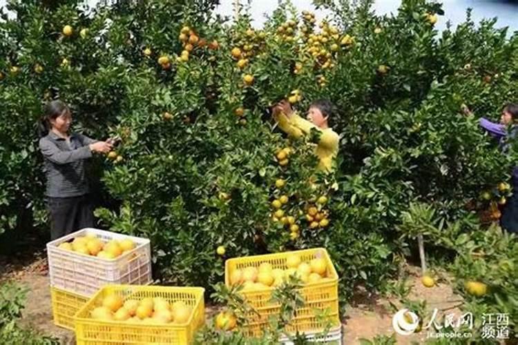 柑橘转色期能否施用叶面肥？柑橘着色叶面肥哪种好