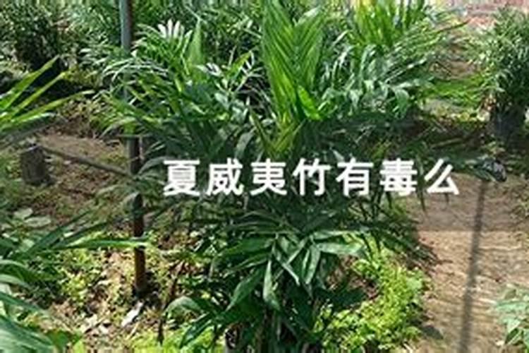 夏威夷竹子开花后怎么养 夏威夷竹子开花后怎么处理