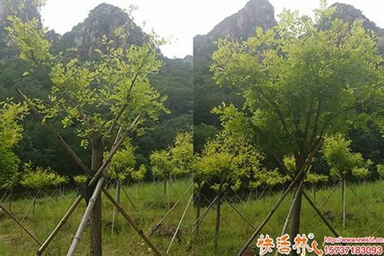 樱桃崔芽肥上什么好？