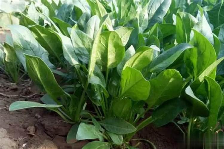 菠菜喜欢什么肥料 菠菜最喜欢什么肥料