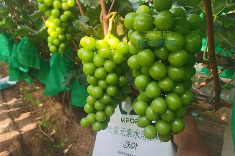 花生底肥如何选择？硫酸钾和氯化钾哪个更合适？