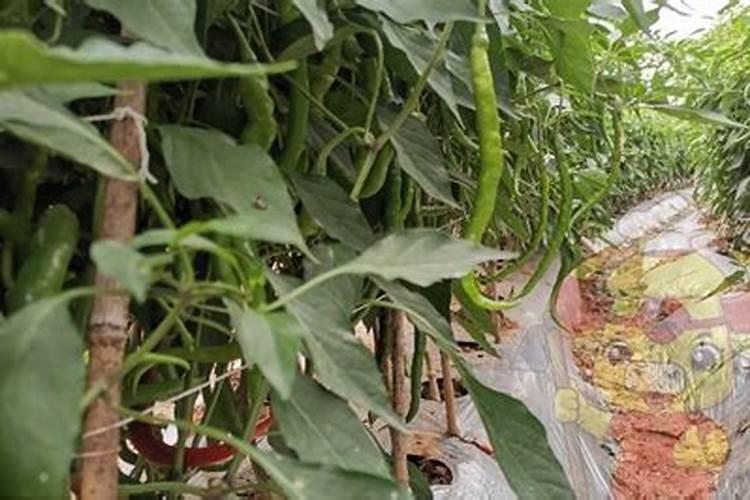 玉米追肥用什么肥料好