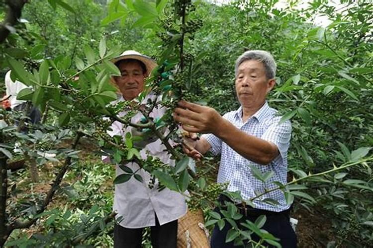 苄氨基嘌呤和芸苔素内酯区别