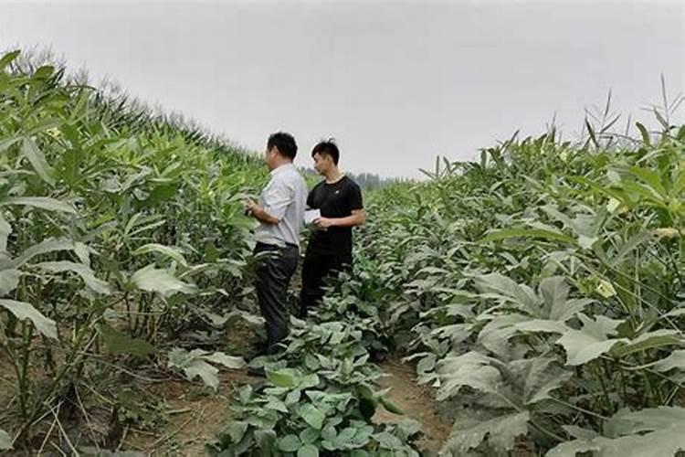 红四方玉米专用复合肥多少钱一吨？