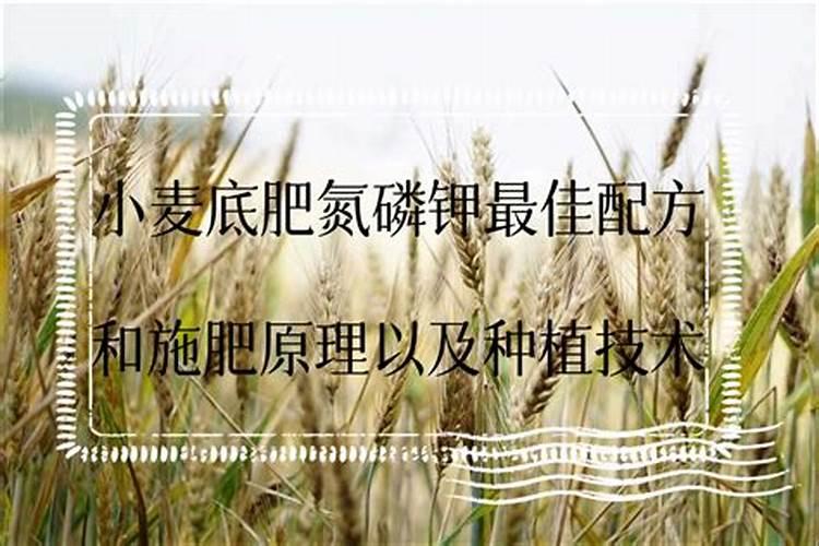 小麦的生长周期 肥料氮磷钾的比例是多少