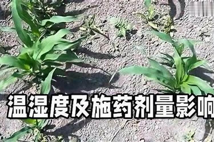 芸苔素解除草剂药害效果如何？芸苔素能解哪些药害？