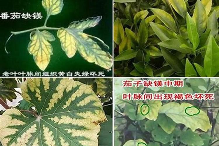 化学肥料知识,关于钾肥、磷肥、氮肥