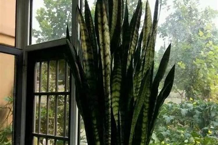 种植水稻想让水稻满浆、减少空壳率,都有哪些技巧？