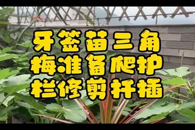 玉米苗期喷什么叶面肥