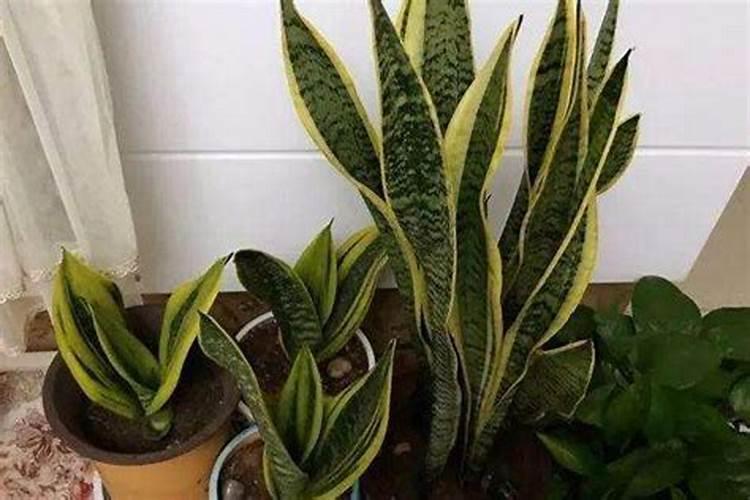 虎皮兰多长时间浇一次水,大概浇水多少？