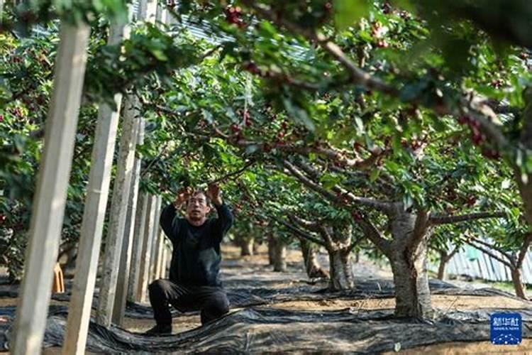 果实膨果上色,为啥需要高磷高钾类的肥料？