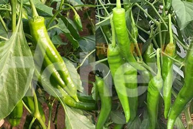 放在家里还没红的辣椒,用什么办法能让它快点红？