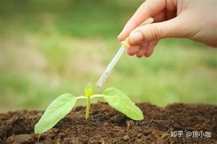 蝴蝶兰施肥用什么肥料好