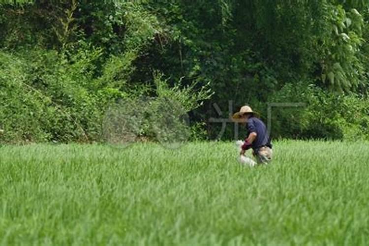 莲藕种植什么时候施入硼肥？