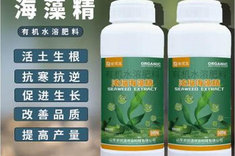 鱼粉能养花吗？