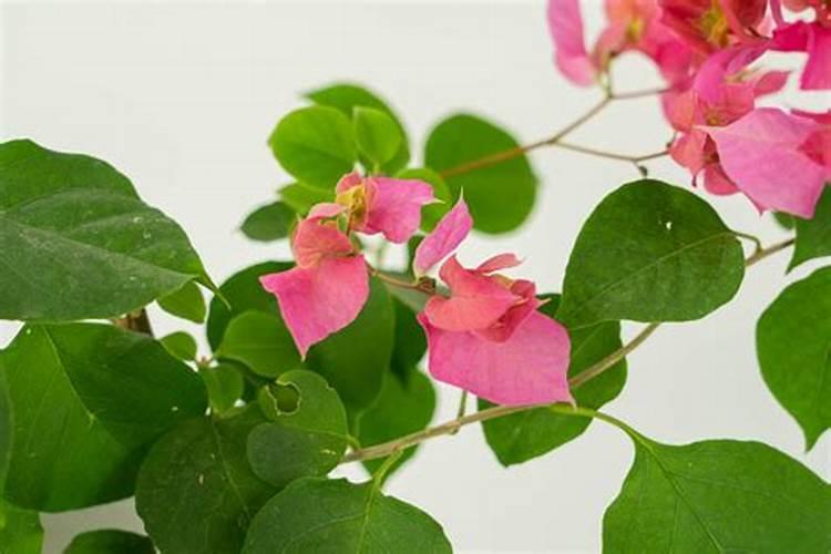 栽焊烟施什么肥好？