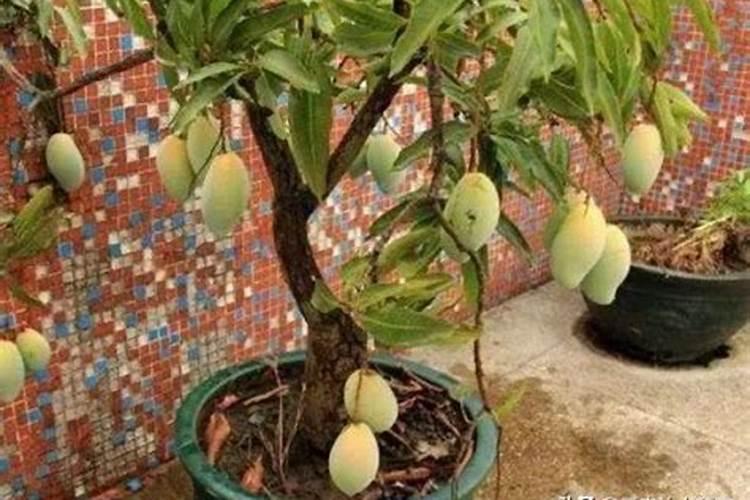 合理施肥才能高产,芒果树的施肥技术有哪些？