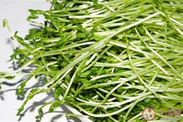 豌豆苗施什么肥料长得快长壮