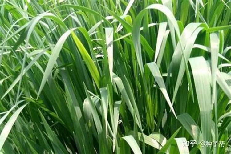 兰花不开花用什么肥料