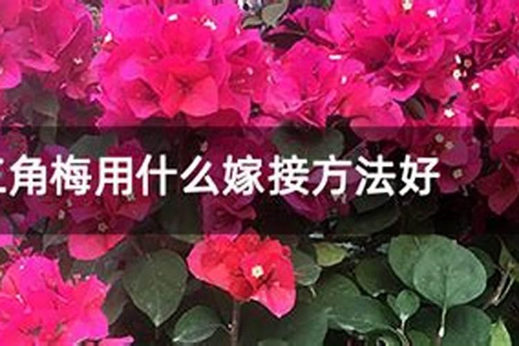 三角梅(嫁接好了什样生根快