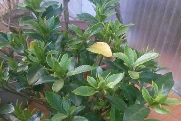 栀子花用什么肥料最好