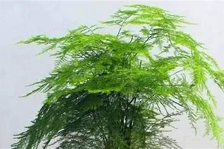 新疆矿源黄腐酸钾哪个厂家的品牌好
