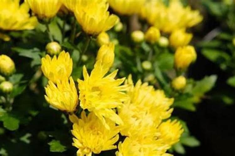 菊花施肥在什么季节