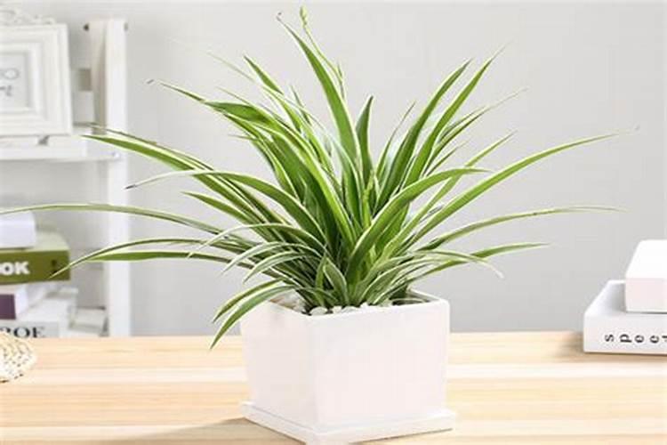 马蹄种植技术与施肥