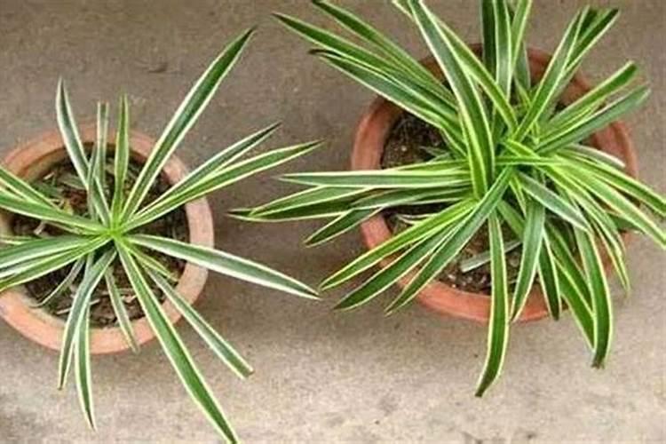 能让农作物预防冻害的药都有什么？