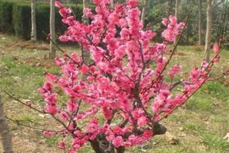 梅花适合上什么肥料