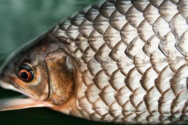 生活中哪些是有机磷钾肥