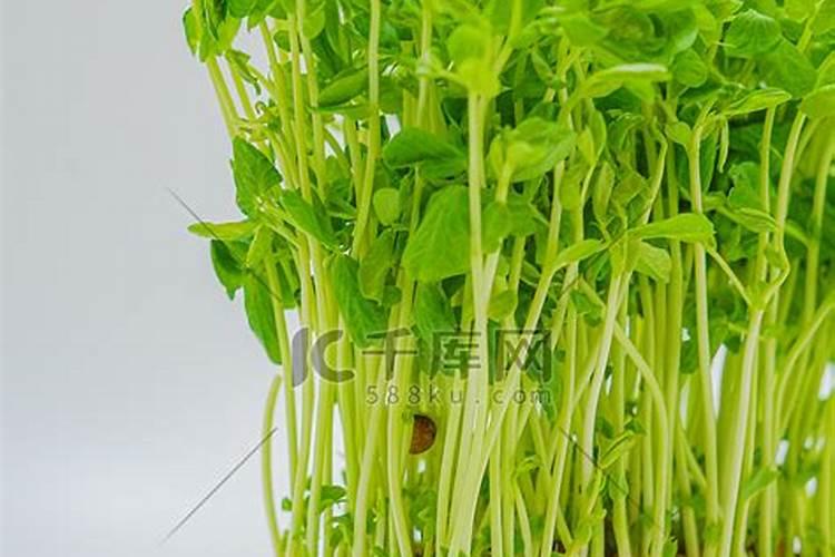 白露节气绿豆喷施叶面肥,还有效果吗？