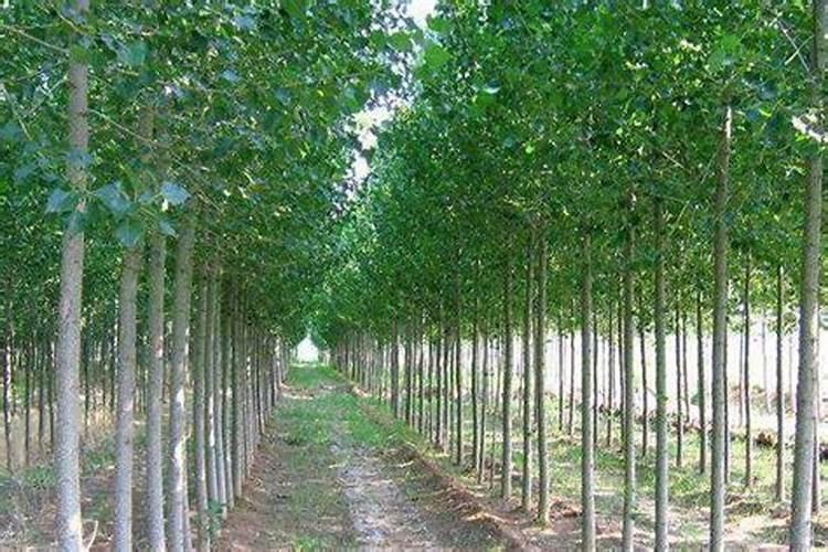 杨树用什么肥料长得快