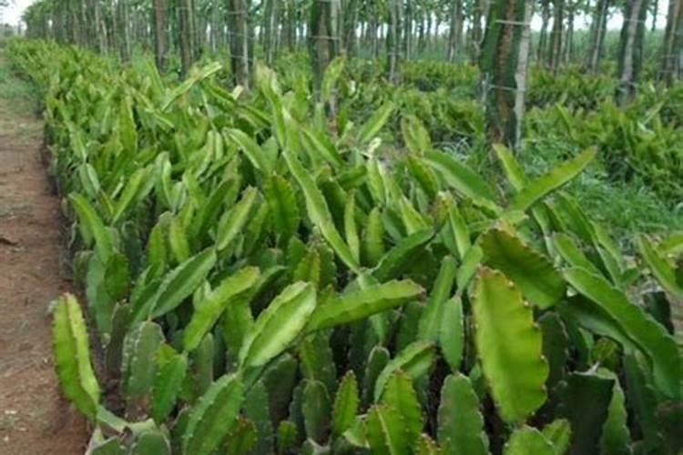 培育火龙果苗时,生根但不出芽是什么原因？