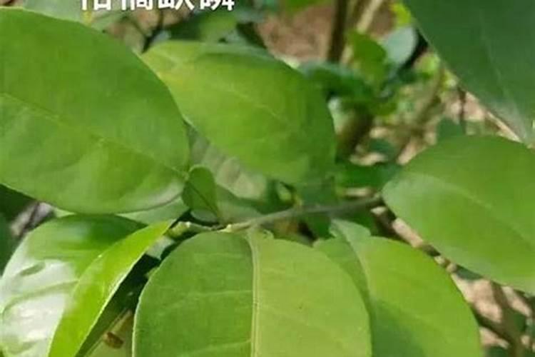 柑橘全年如何施肥 施肥关键点是什么
