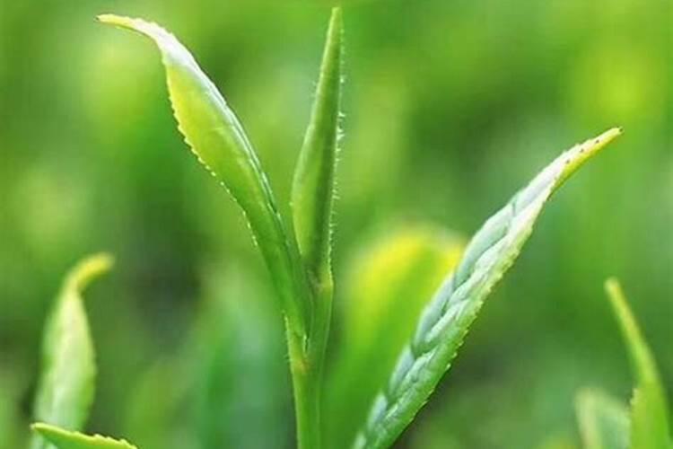 国家占地果树每棵补偿价格