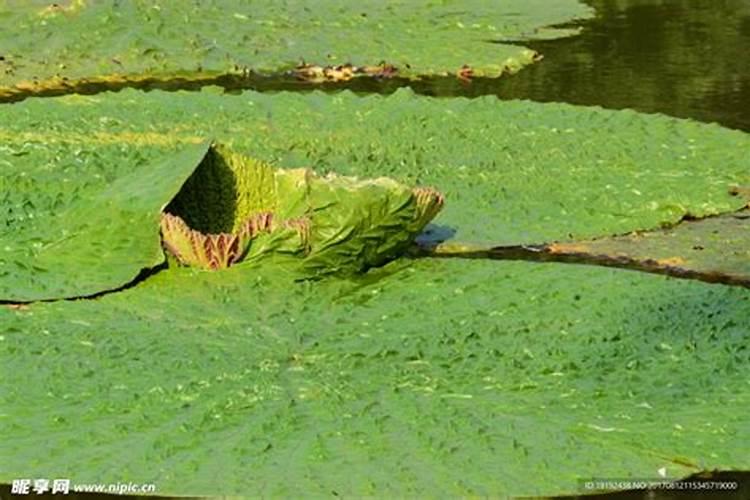 芡实怎么种植