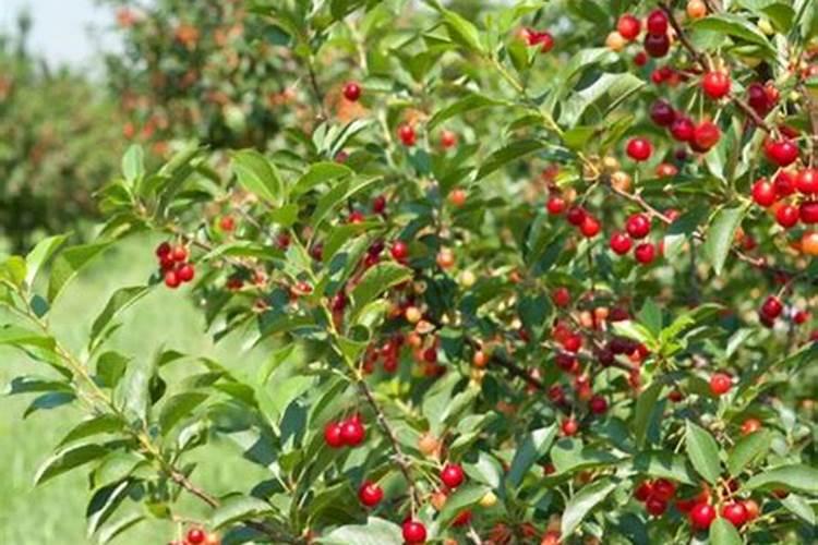 樱桃树什么季节施肥最好？？？施什么肥料？？
