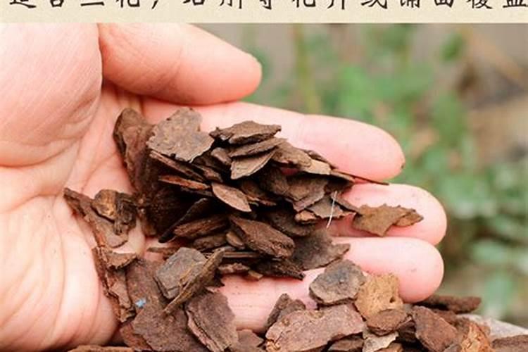 买来的月季花黄叶掉叶,是怎么回事呢,有大图,请师傅看看