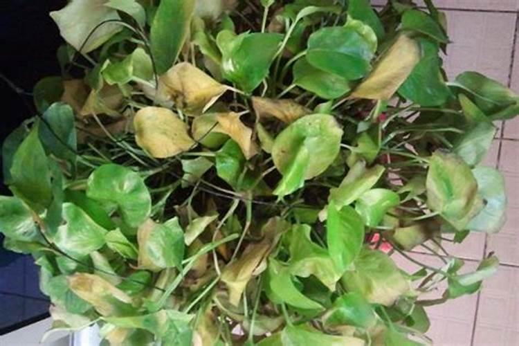 芸苔素喷玉米真的能增产吗(玉米喷施使用芸苔素最佳时间)
