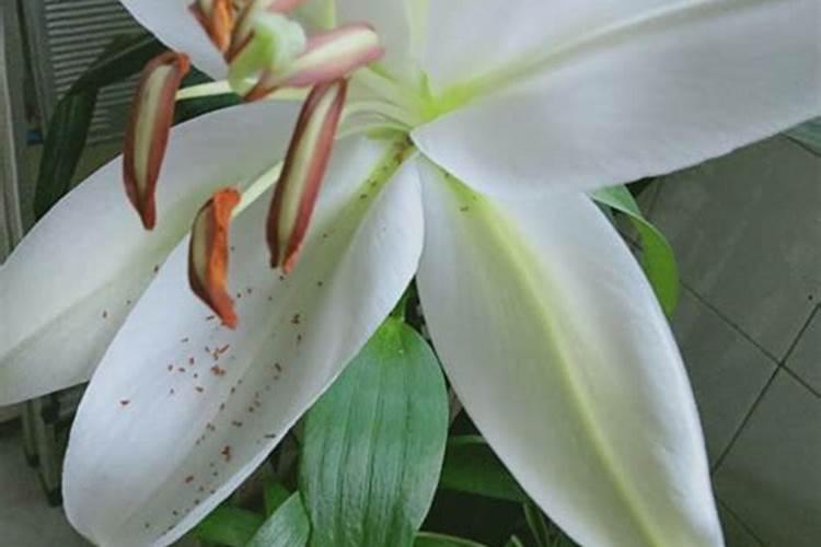 百合花芽期施什么肥