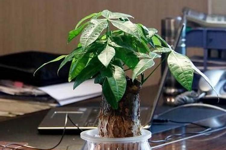 关于蔷薇花的资料
