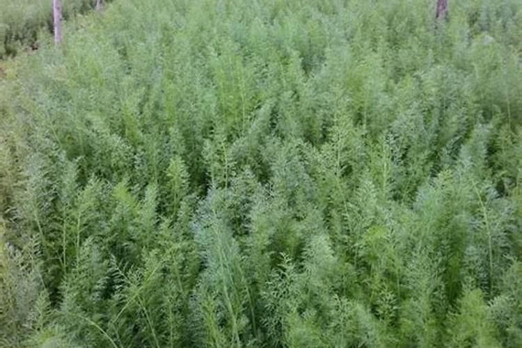 西瓜种植具体步骤