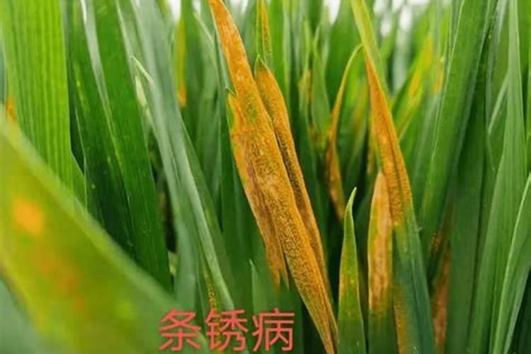 修剪沃柑果树的方法 夏梢如何控制