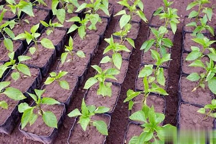 菜苗移栽几天后可施肥